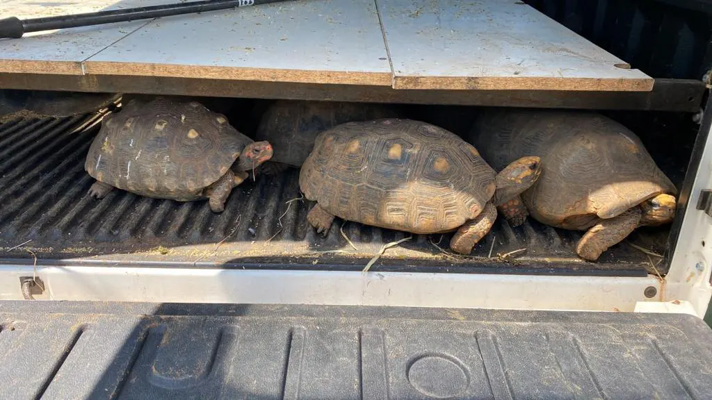 Reserva Peninsula - Pegada ambiental - Jabuti